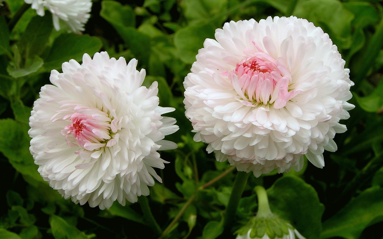 Цветы маргаритки в саду