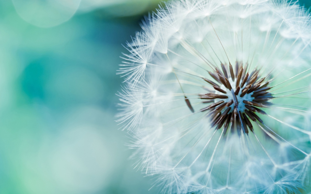 Созревший одуванчик