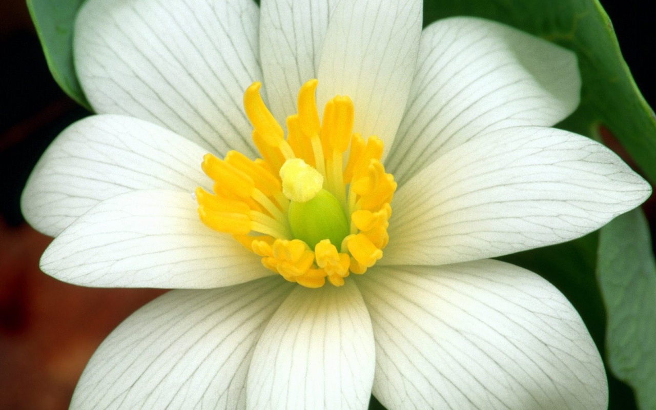 Нежная лапчатка