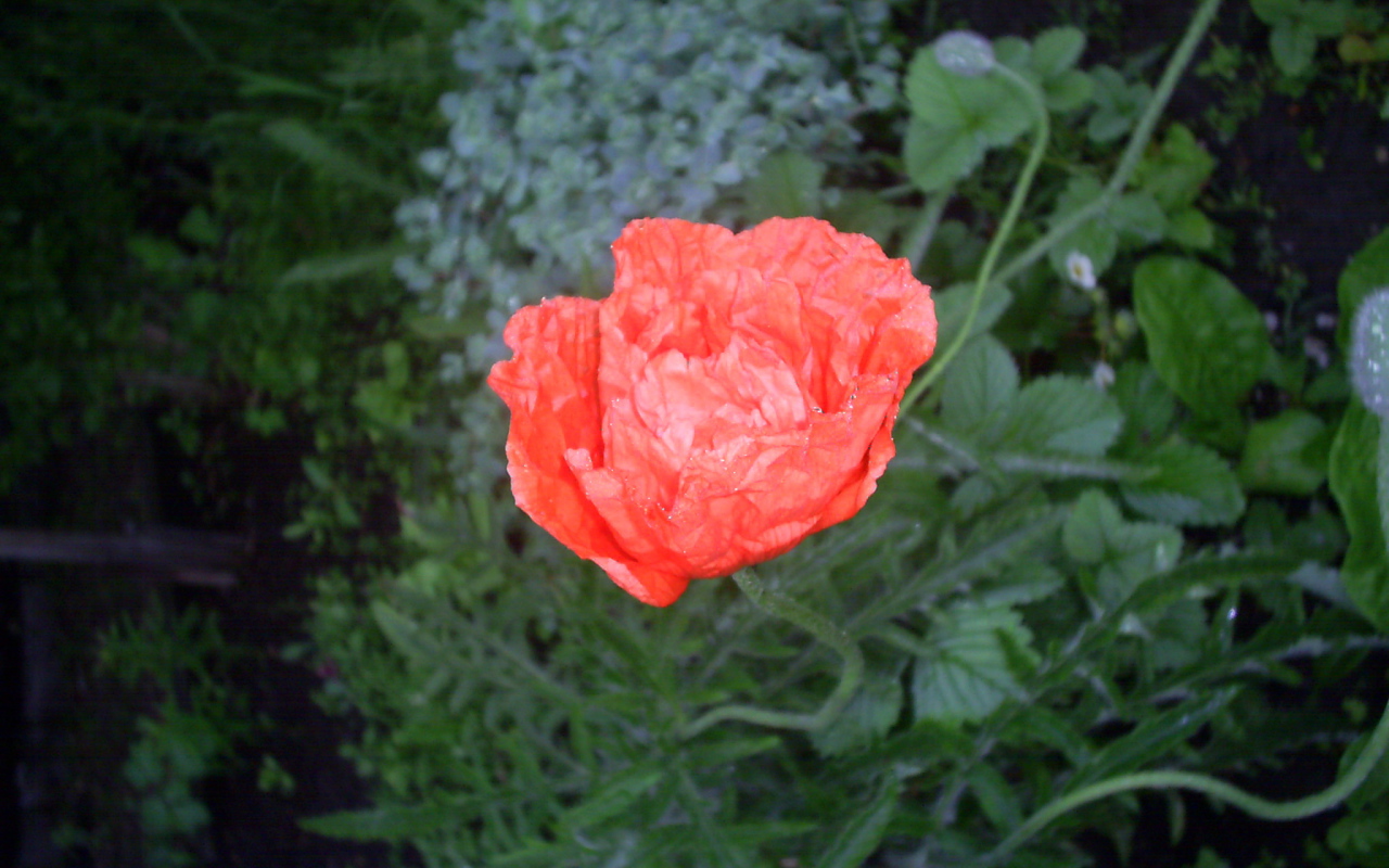 Божественный  красный мак