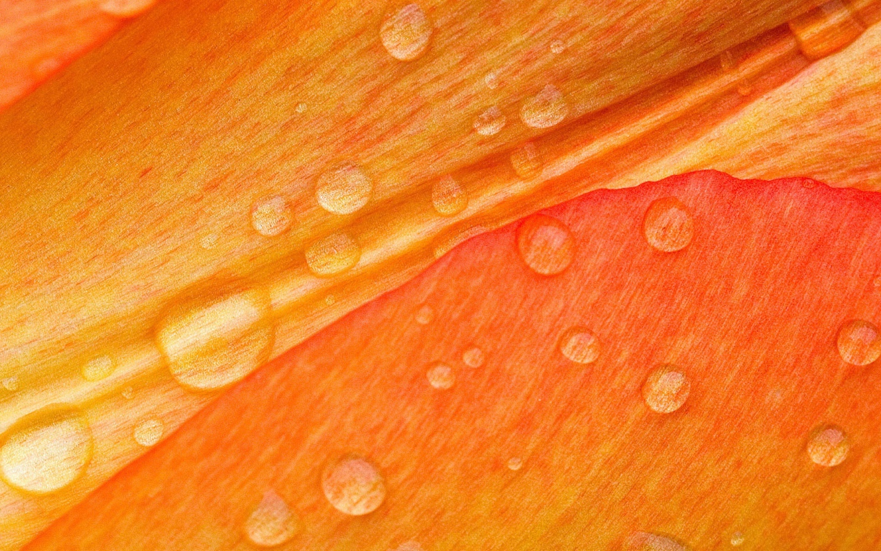 Роса на лепестке цветка