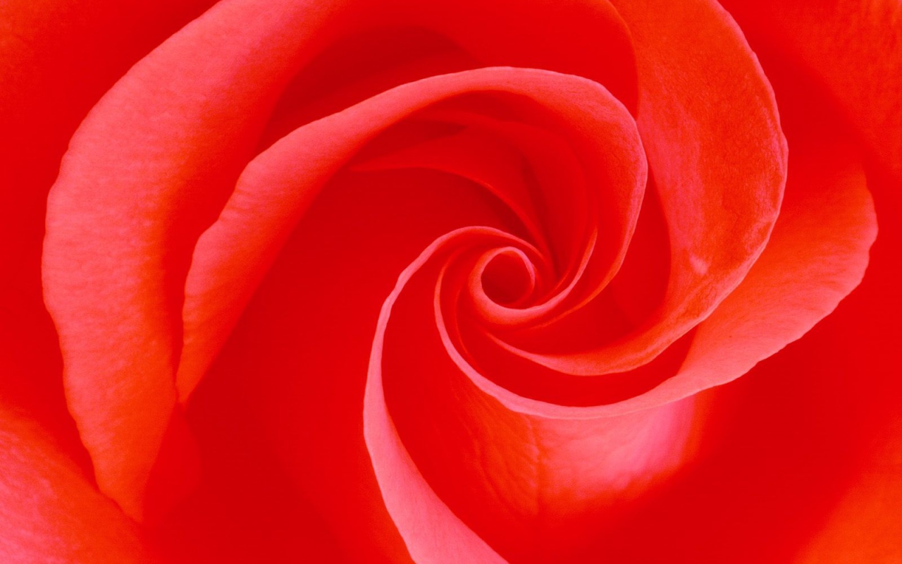 Вечное цветение