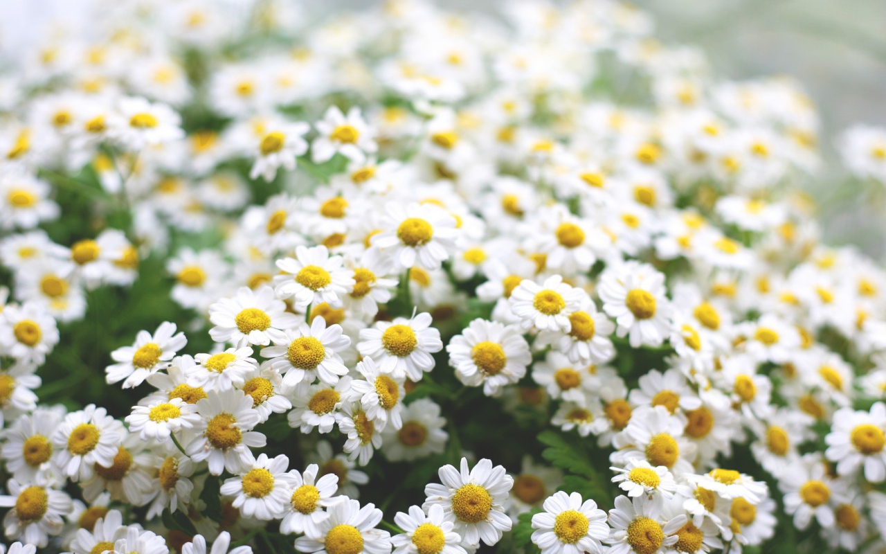 Полевые ромашки