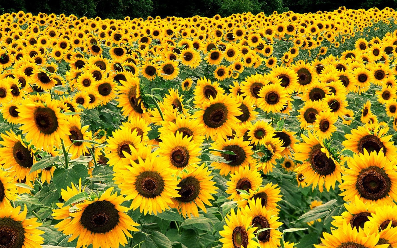 Поле подсолнухов