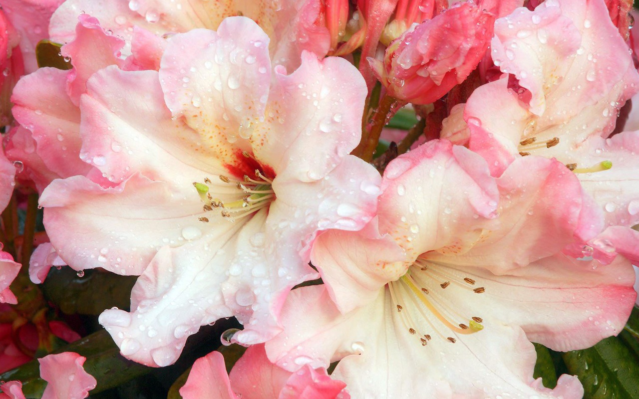 Цветочная роса