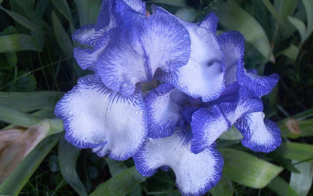 Цветы голубого ириса