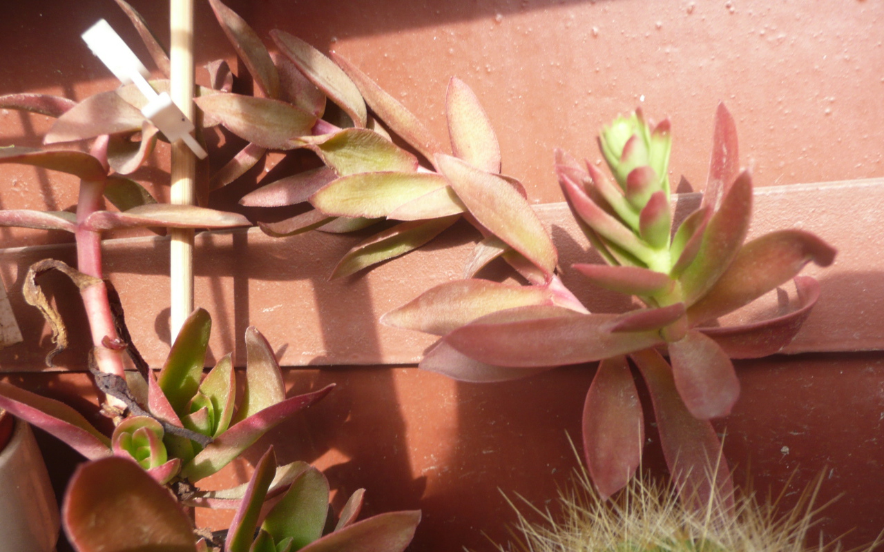 Цветы эхеверия (эчеверия) 