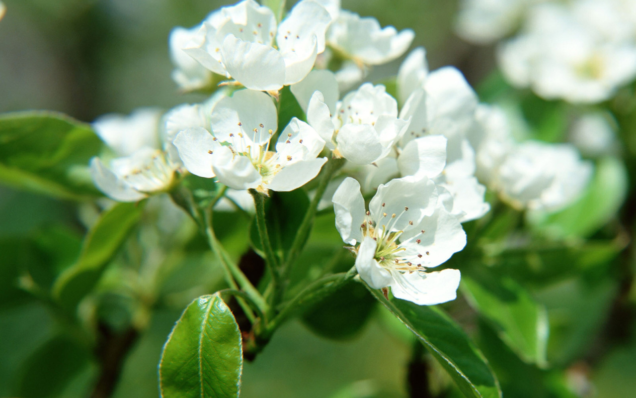 Цветки фруктового дерева