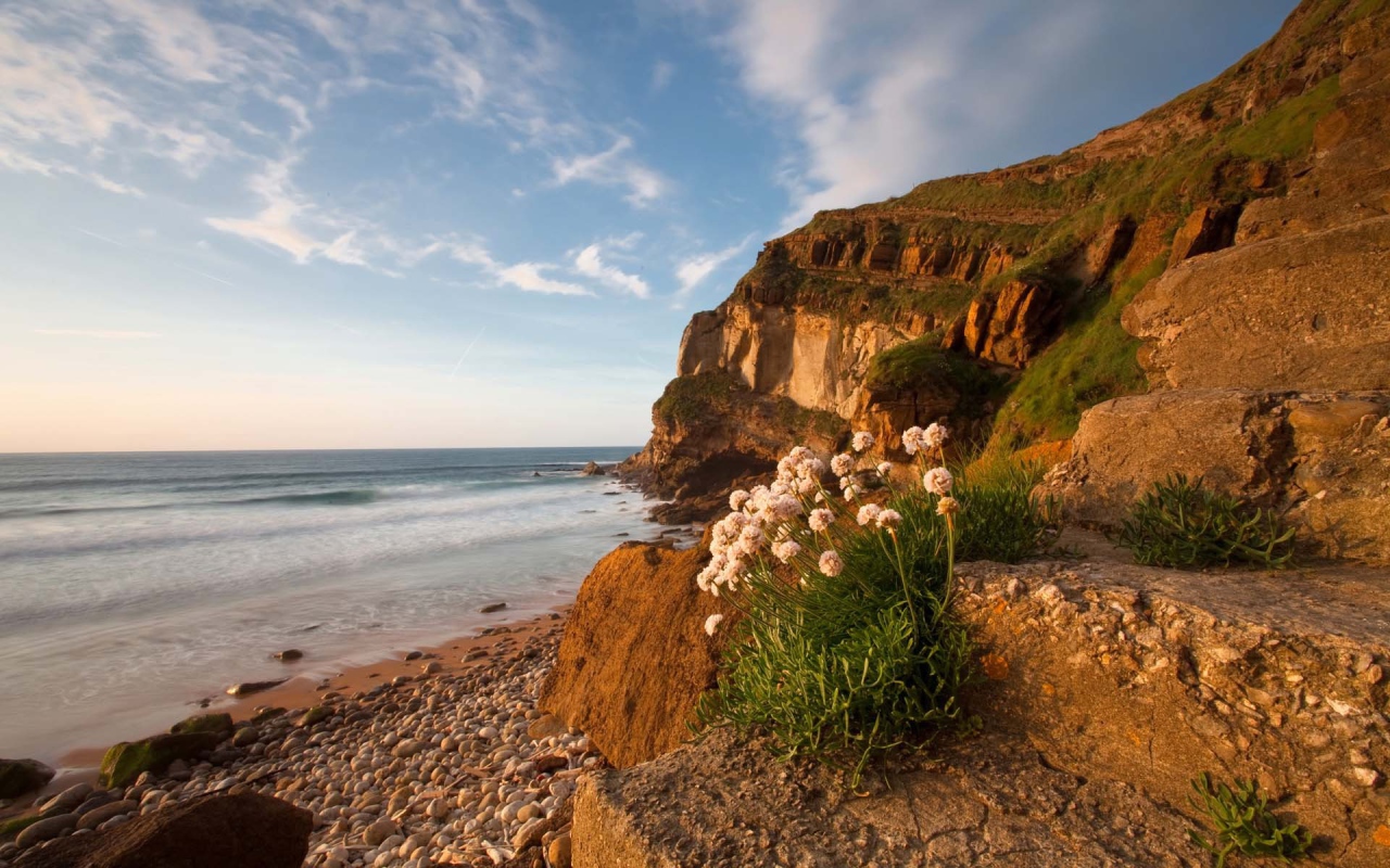 Цветы растут на камнях