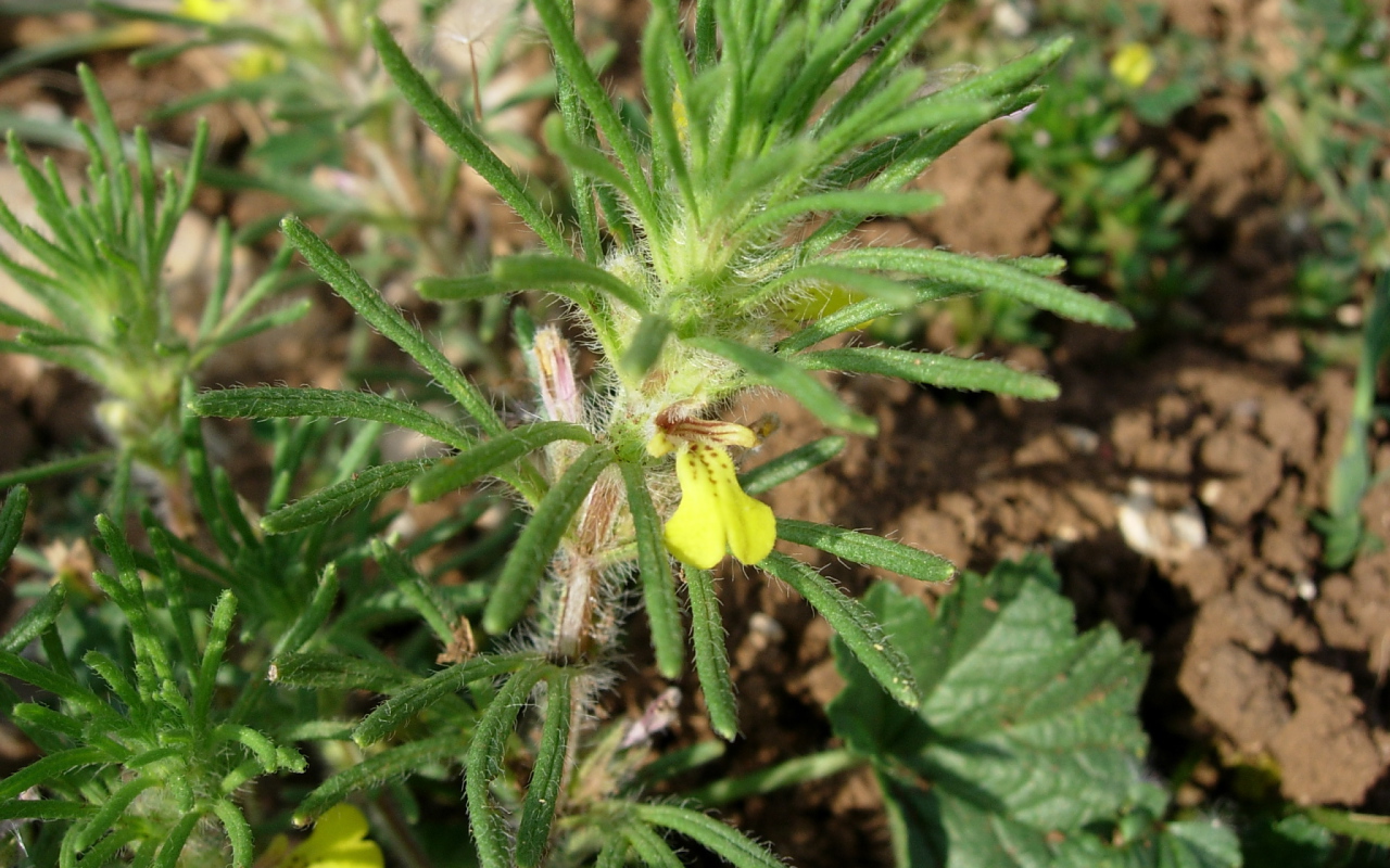 Выращивание цветов аюга в саду