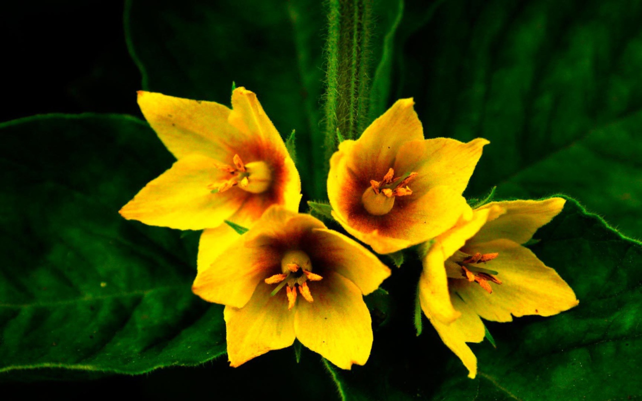 Выращивание цветов колокольчик в саду