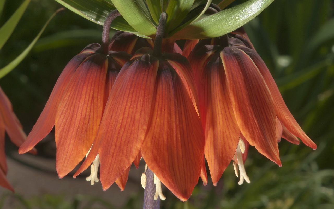 Выращивание цветов рябчик императорский в саду