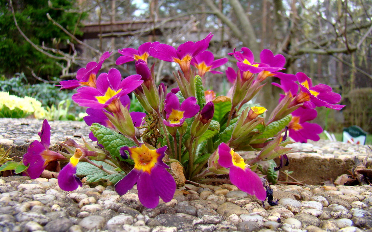 Выращивание цветов примула в саду