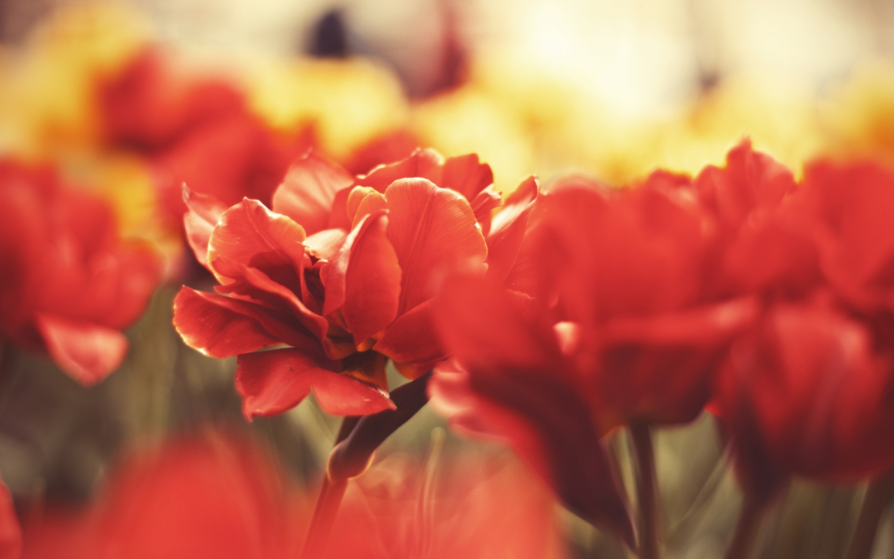 Цветы вблизи