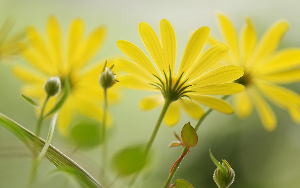 Цветы с длинными лепестками