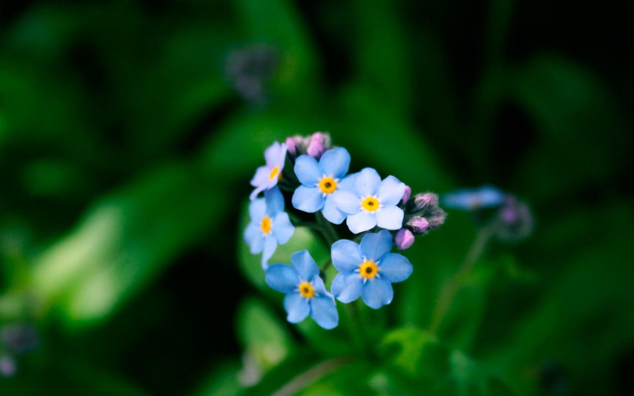 Цветы незабудки в лесу
