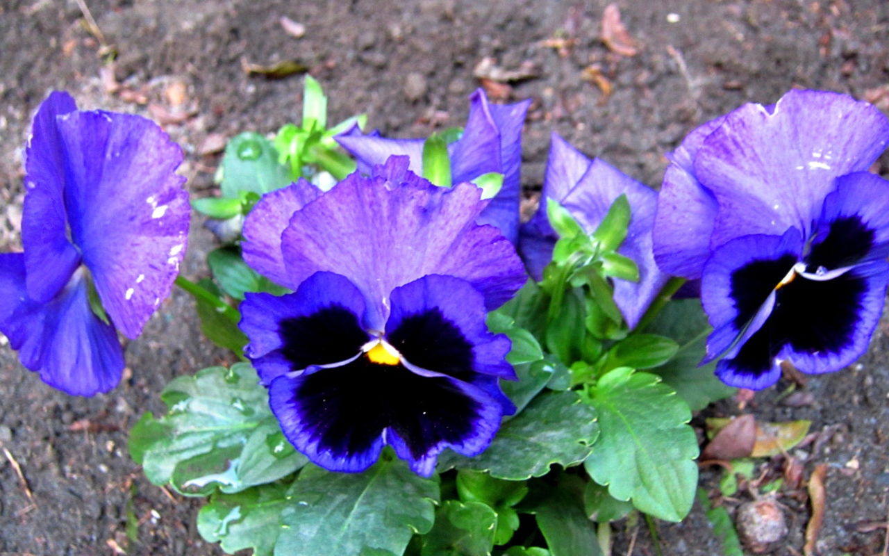 Живые цветы анютины глазки зацвели за домом