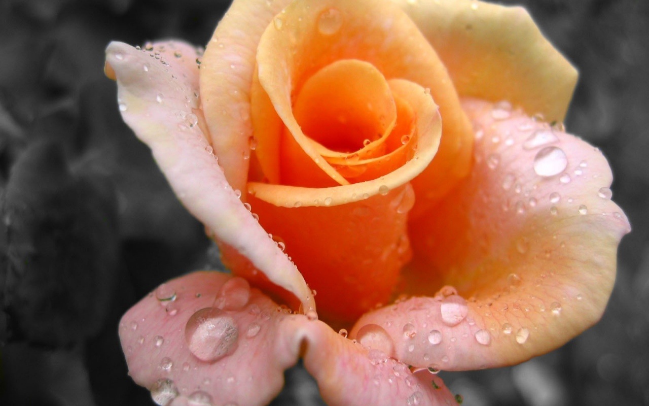 Свежая желтая роза