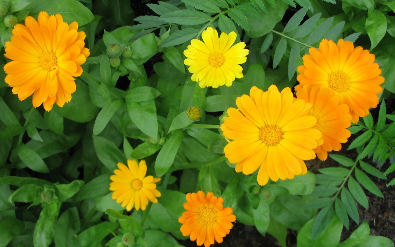 Садовые цветы календула на дачном участке
