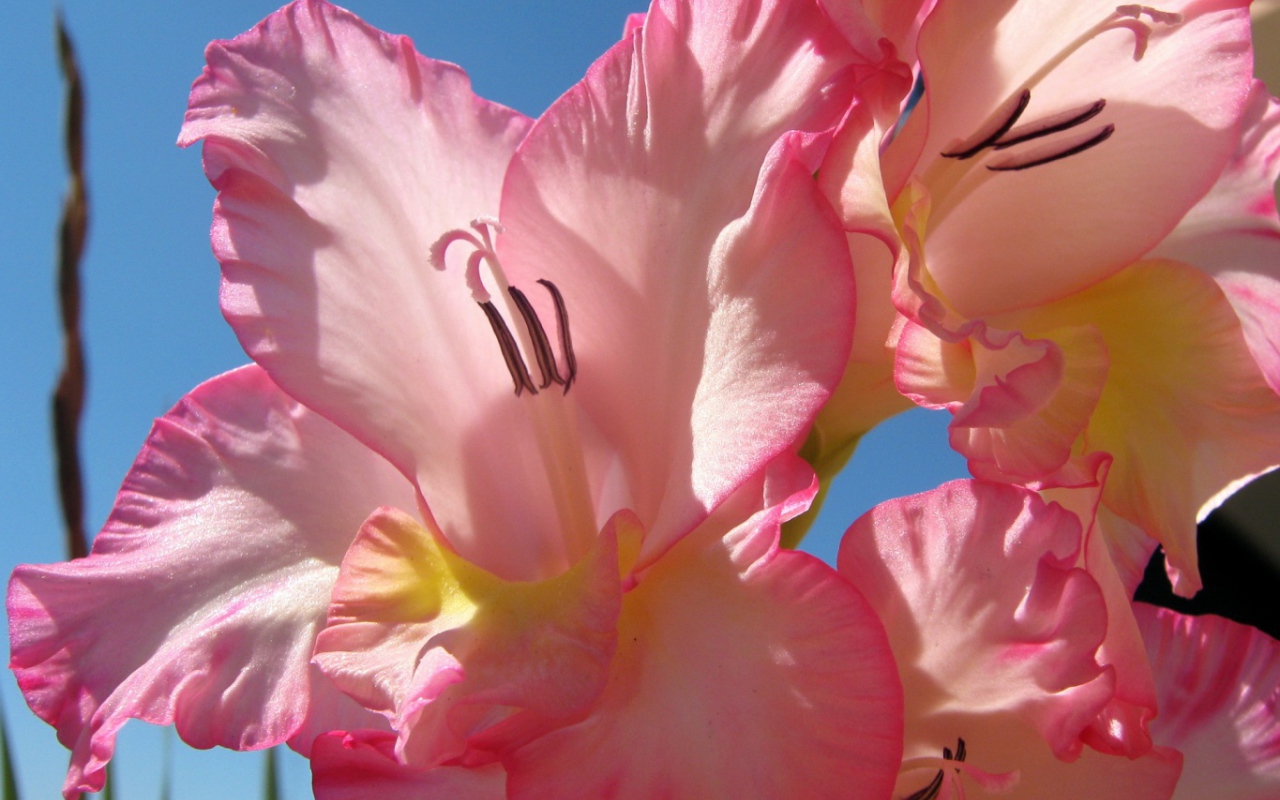 Нежно розовые цветы гладиолуса