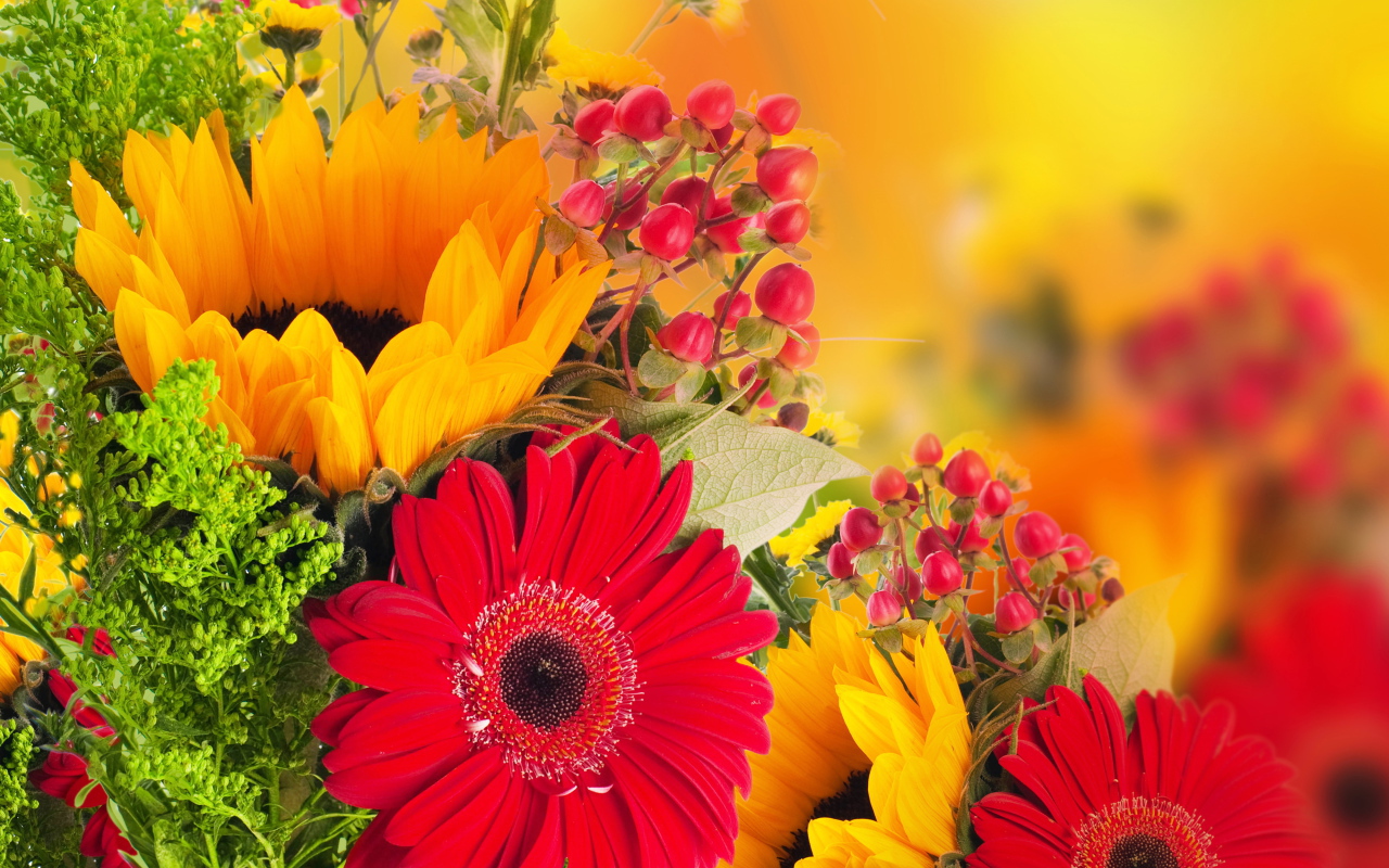 Красивые цветы гербера на поляне