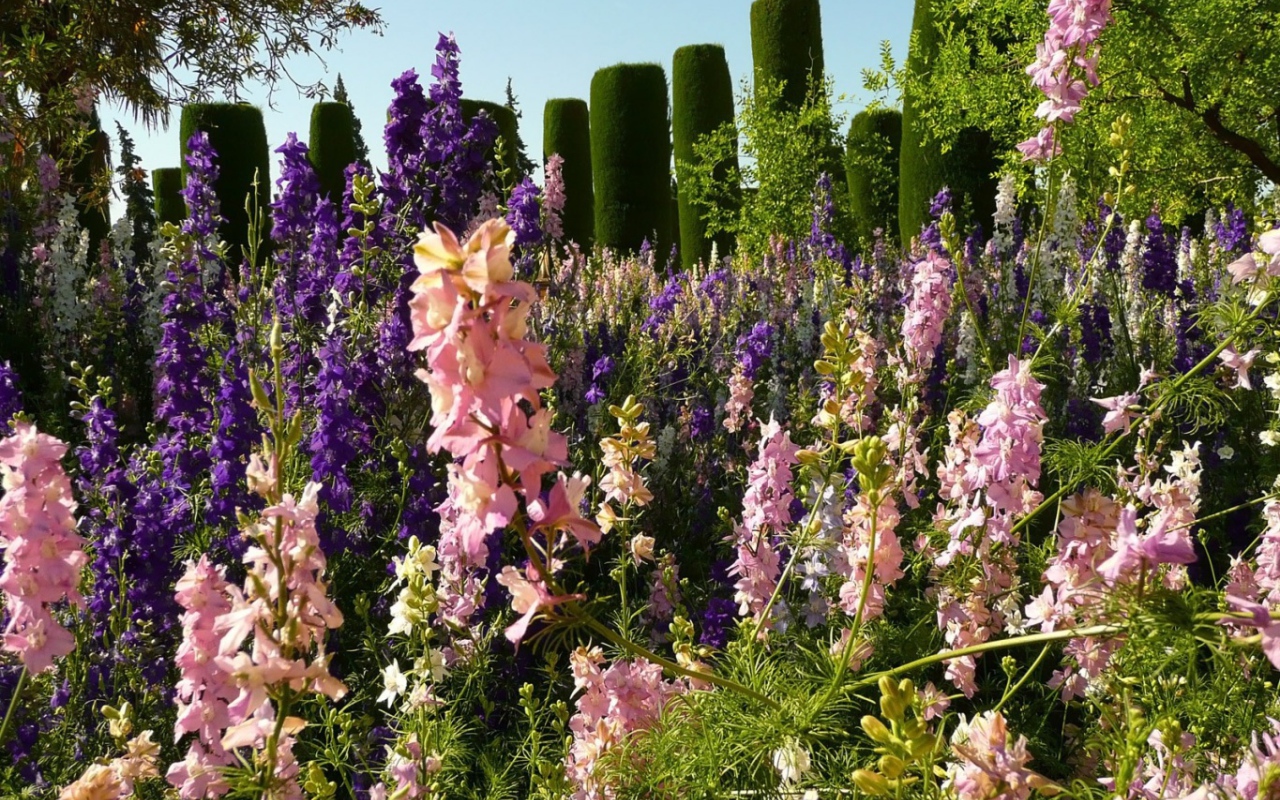 Цветение гладиолусов в саду