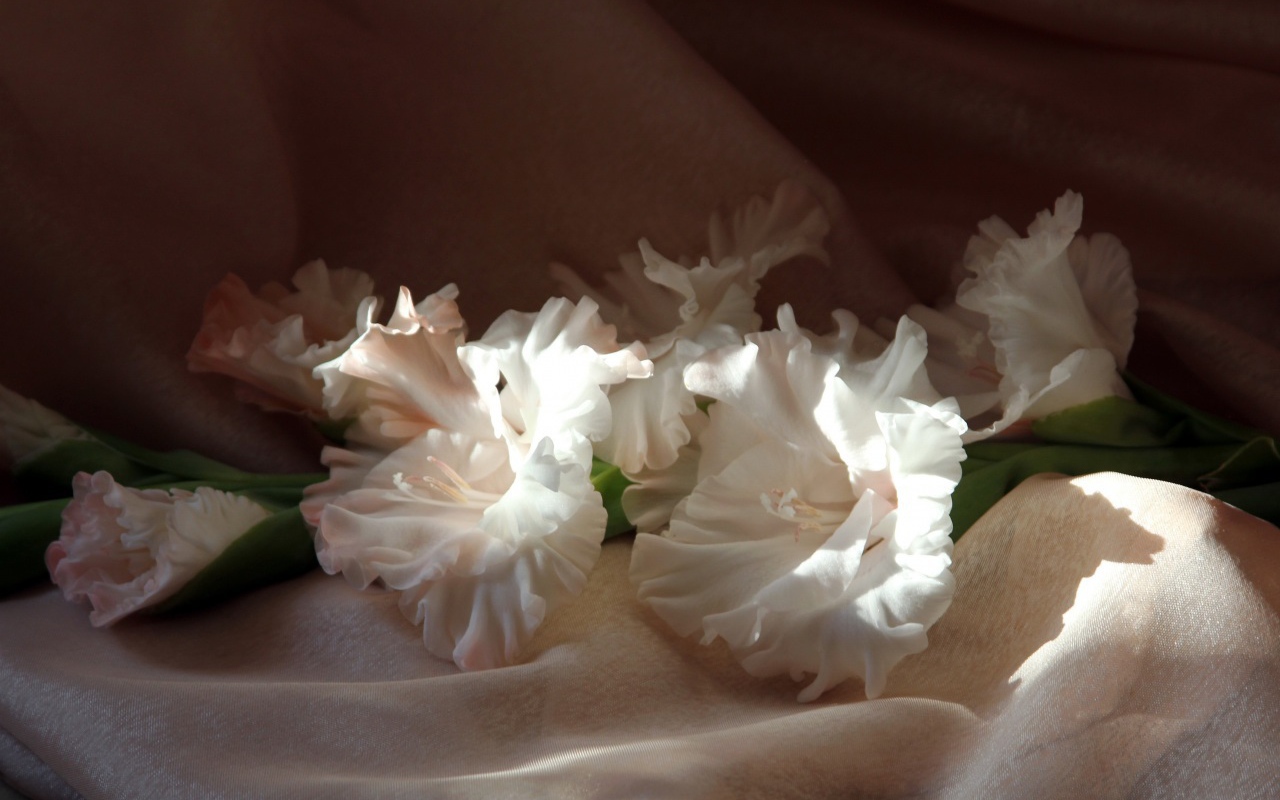 Гладиолусы в лучах солнца