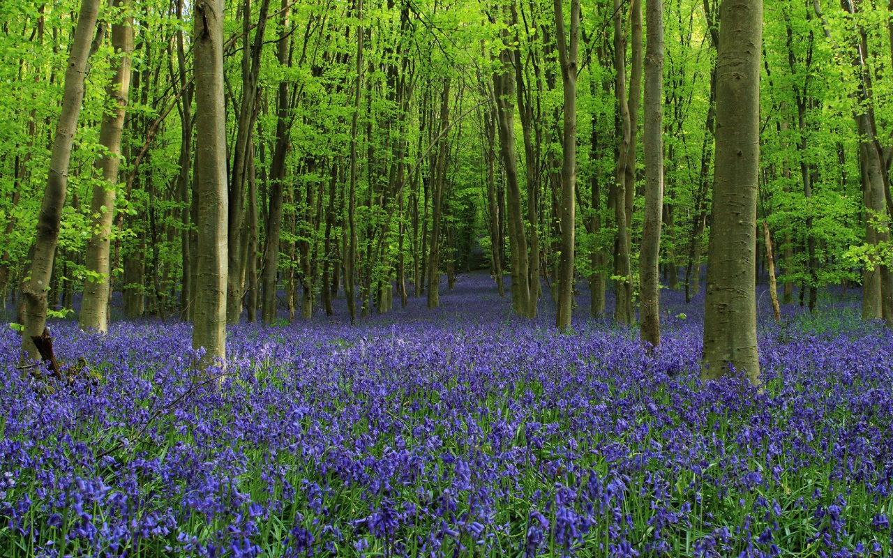 Роща среди густых колокольчиков