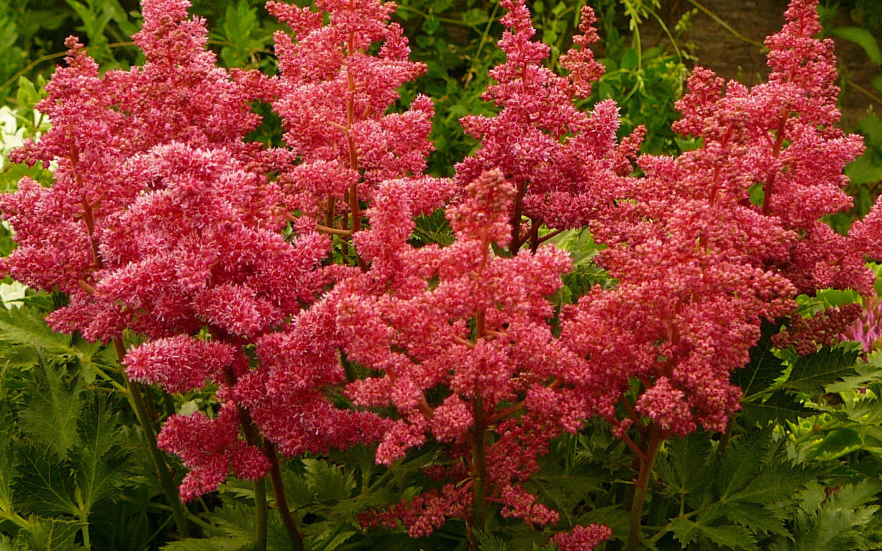 Выращивание цветов астильба в саду