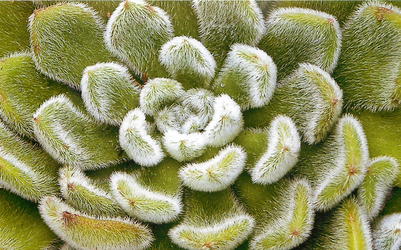 Выращивание цветов эхеверия (эчеверия)  в саду