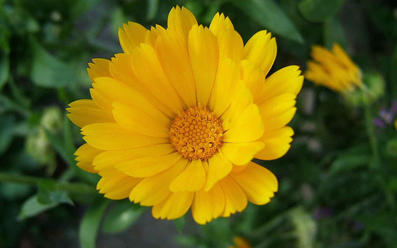 Выращивание цветов календулы в саду