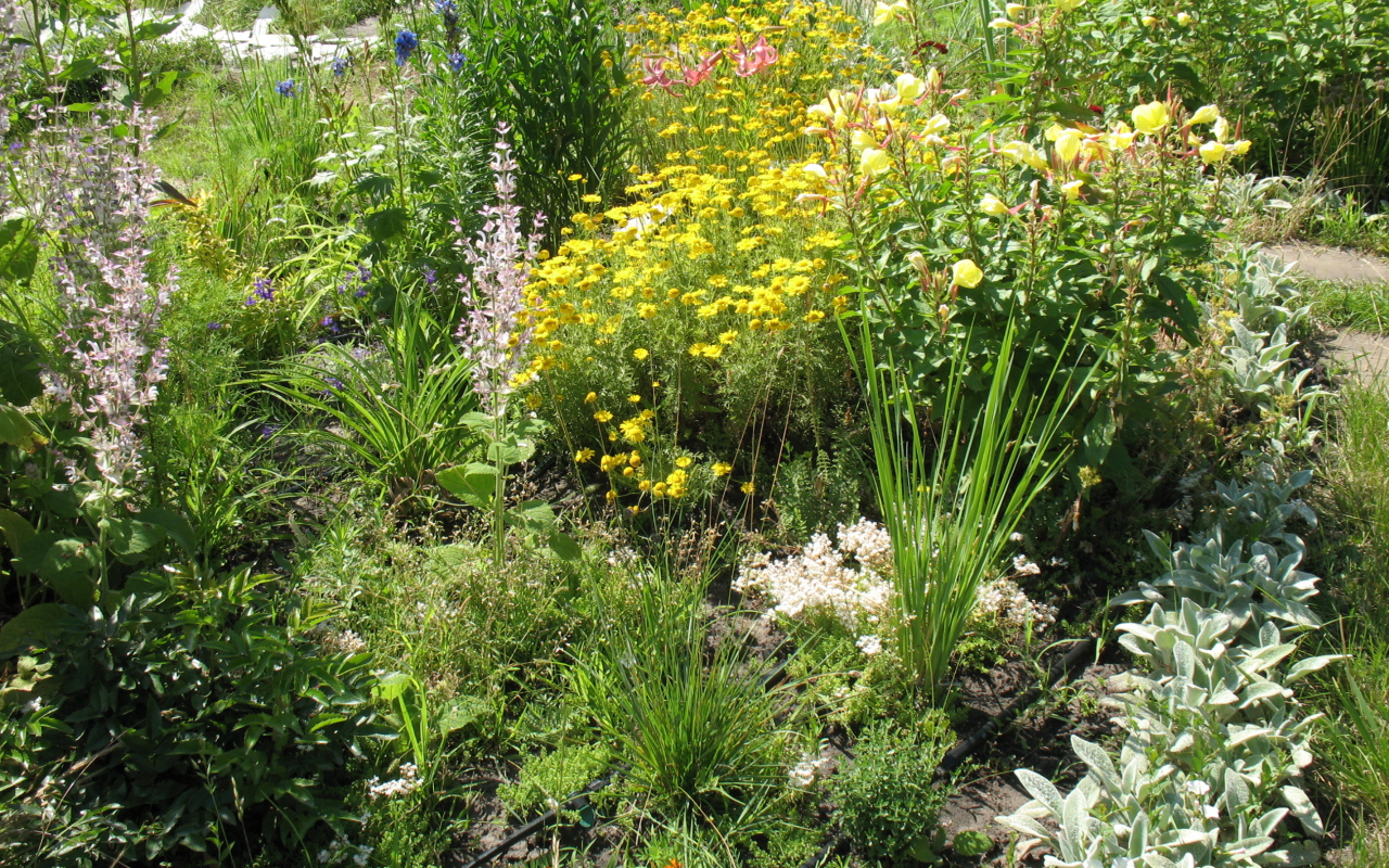 Выращивание растения бузульник в саду