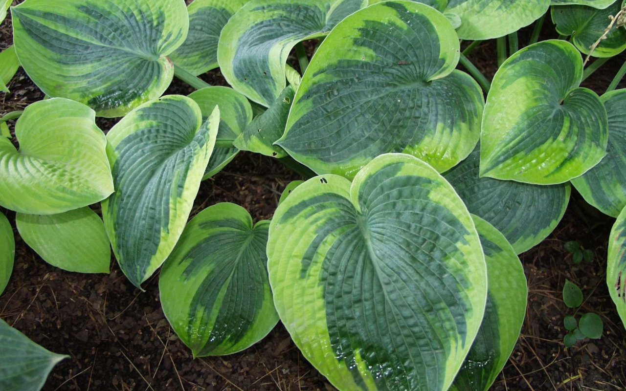 Выращивание растения хоста в саду