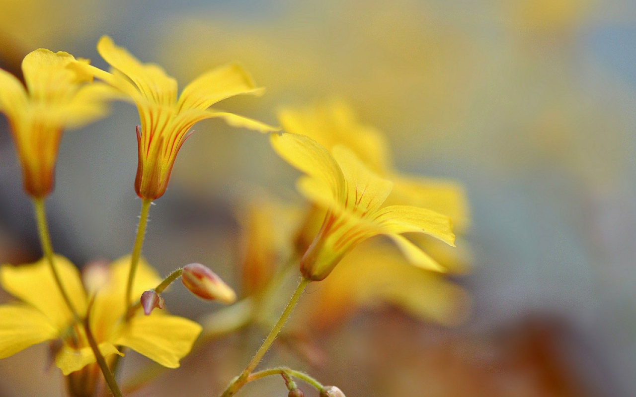 Pастущие желтые цветы