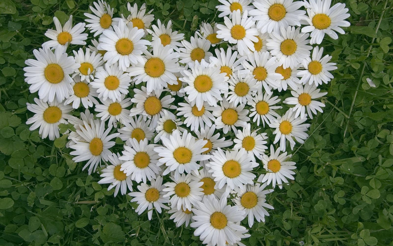 Сердце из цветов белые маргаритки