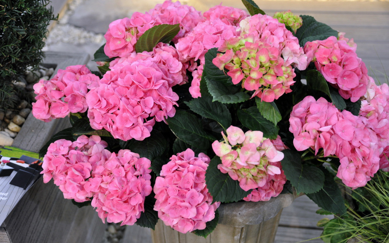 Выращивание цветов гортензия в горшке