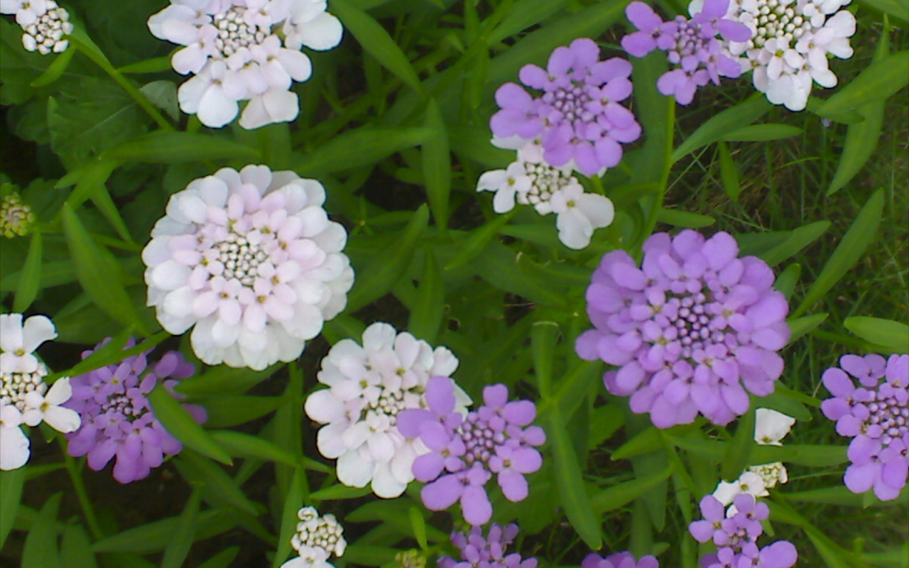 Красивые цветы иберис на клумбе в саду