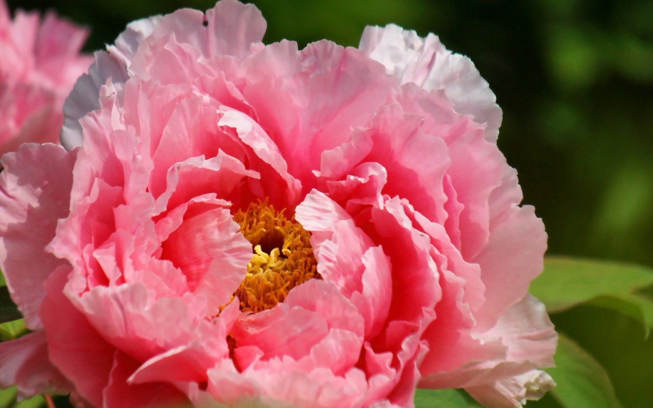 На поляне красивый цветок пион