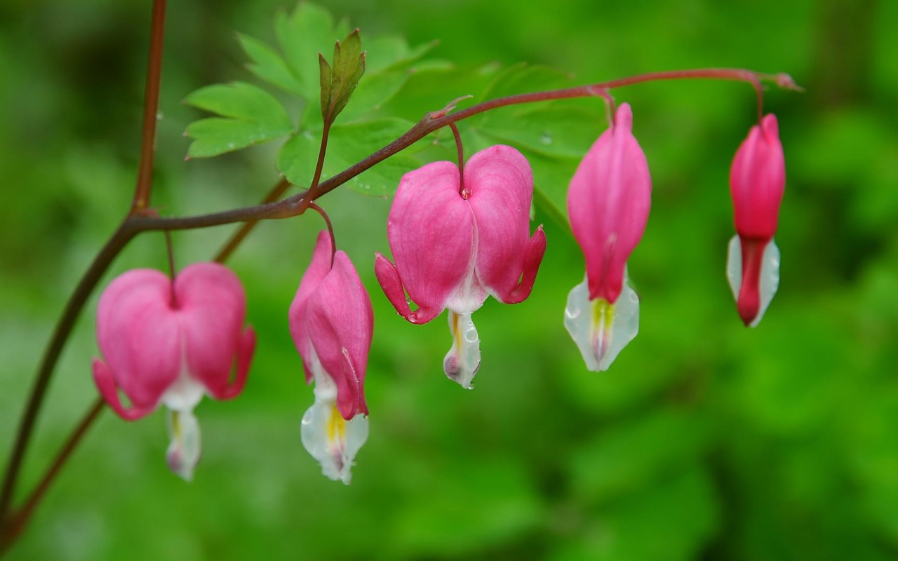 На поляне красивые цветы дицентра