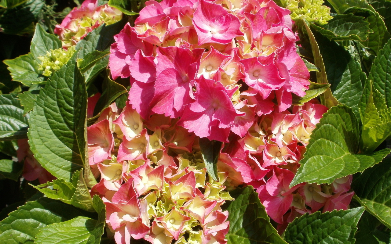 На поляне красивые цветы гортензия