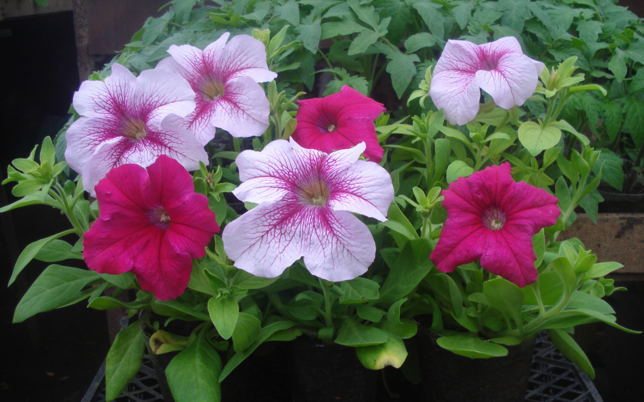 На поляне красивые цветы петуния