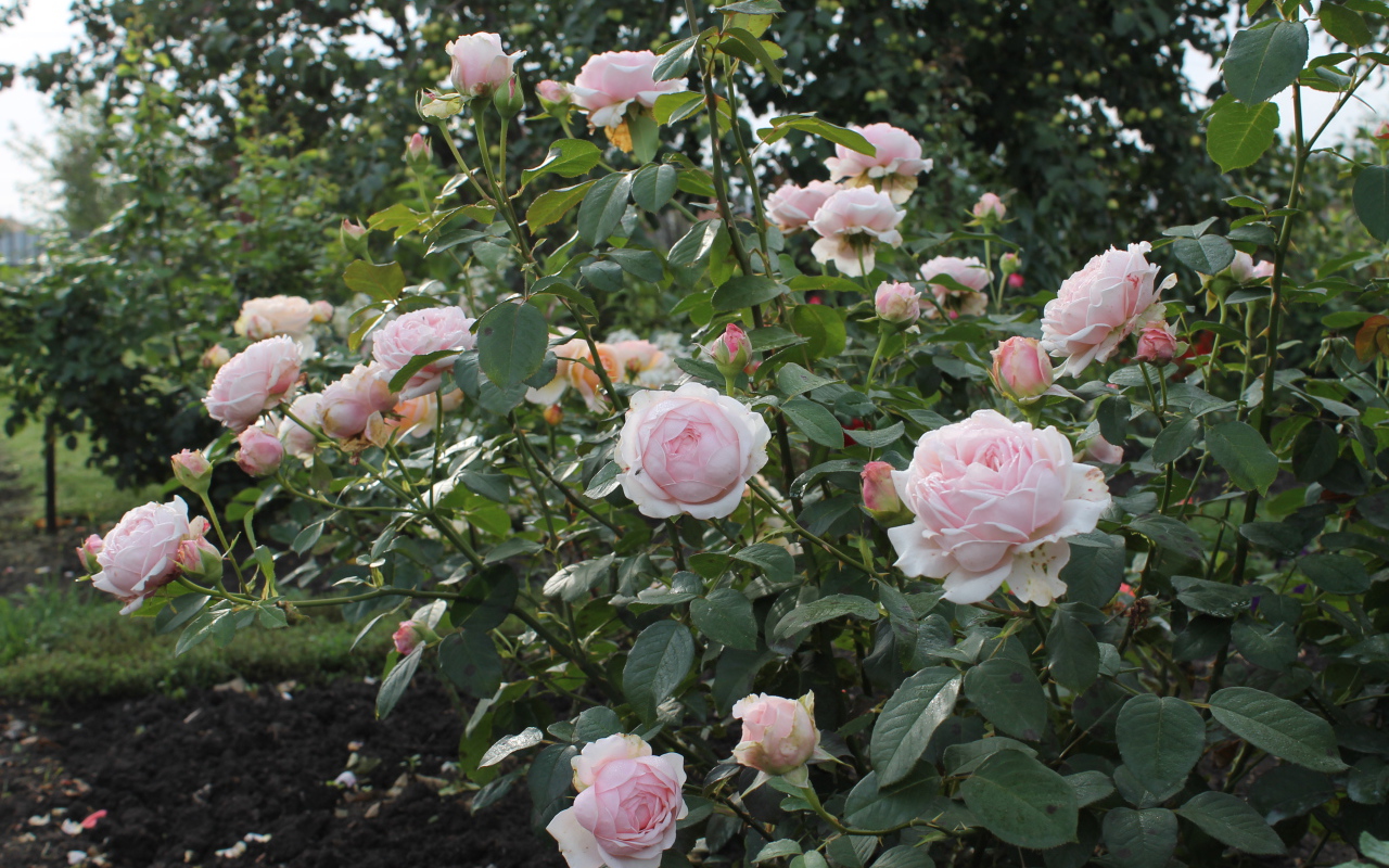 На поляне красивые цветы кустарниковые розы
