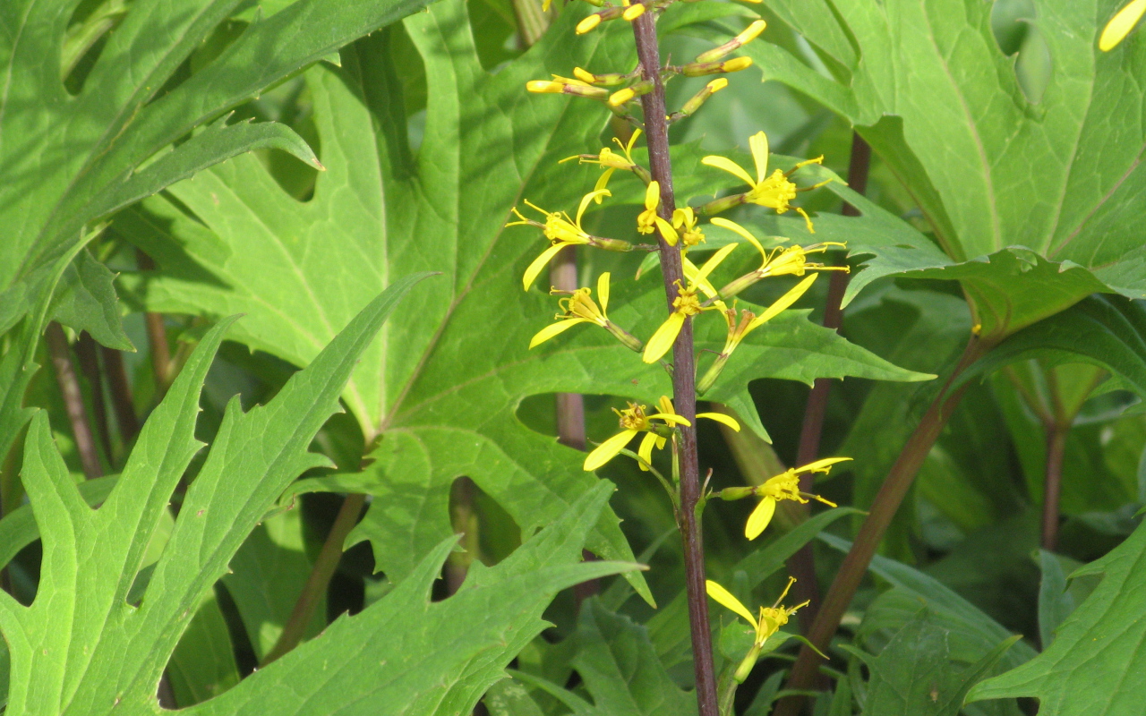 На поляне красивое растение бузульник