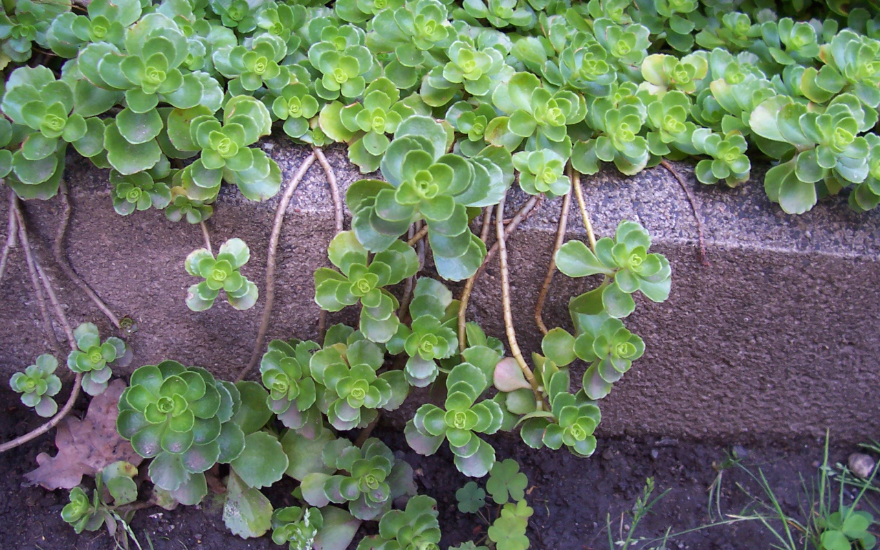 На поляне красивое растение седум