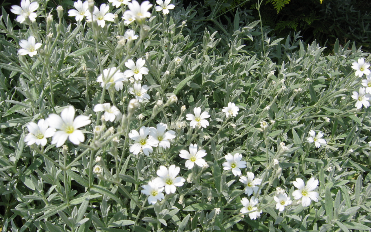 На поляне растение резуха