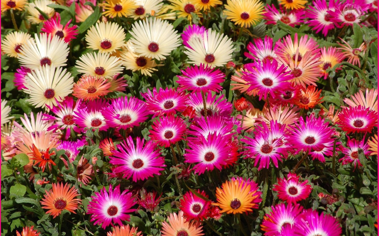 В лесу красивые цветы маргаритки