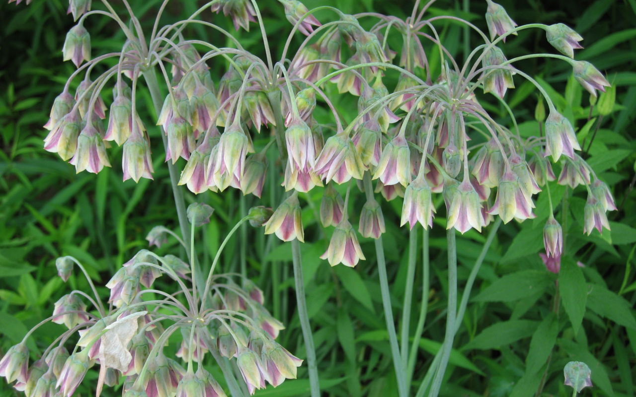 В лесу красивые цветы нектароскордум 