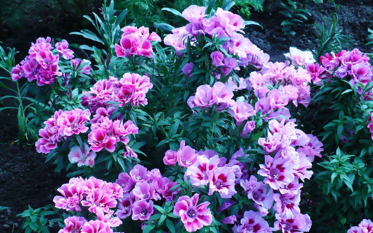 В саду красивые цветы кларкия (годеция) 