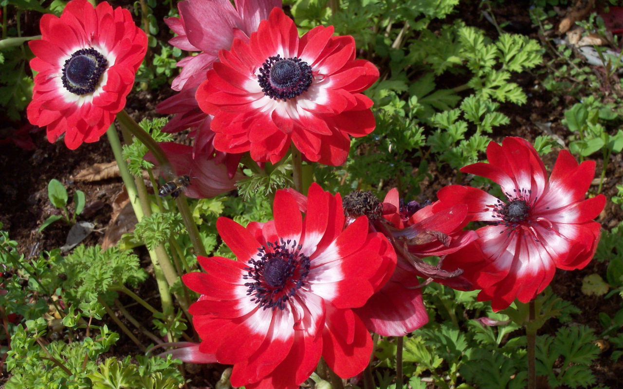 В саду красивые цветы анемона