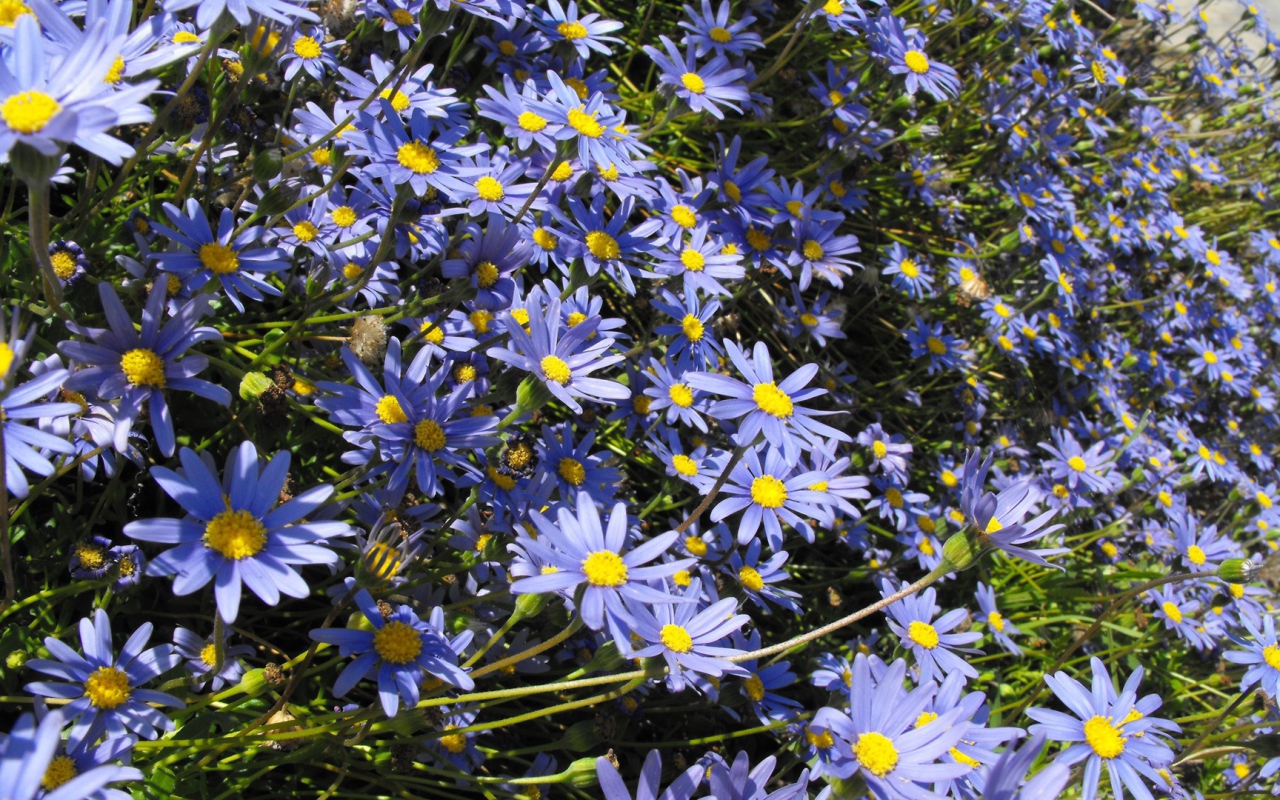 В саду красивые цветы астра